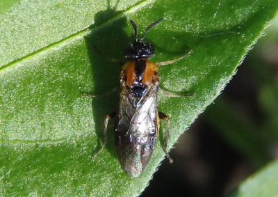 Schizocerella Argid Sawfly species; female