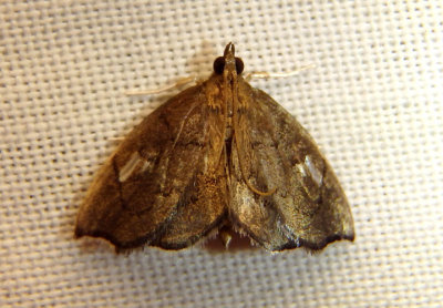 4951 - Perispasta caeculalis; Crambid Snout Moth species