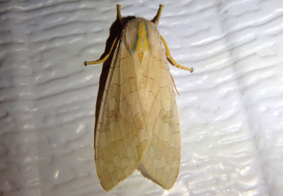 8203-8204 - Halysidota tessellaris/harrisii complex; Tussock Moth species