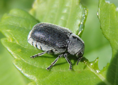 Coleothorpa dominicana; Case-bearing Leaf Beetle species