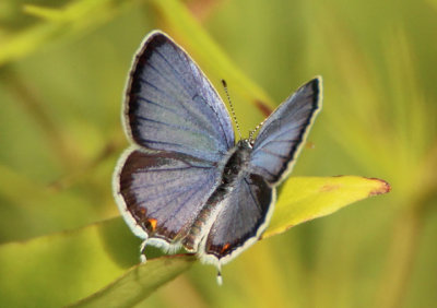 Cupido comyntasue; Eastern Tailed-Blue; male