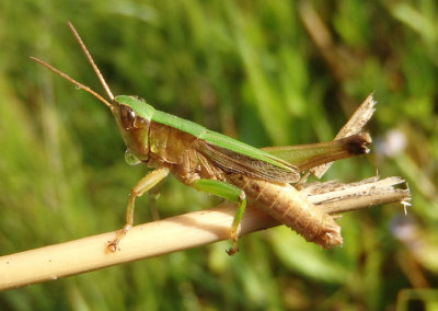 Dichromorpha viridis; Short-winged Green Grasshopper; male
