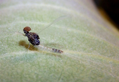 Diphetor hageni; Small Minnow Mayfly species; male