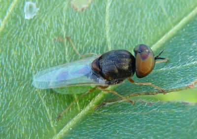 Hedriodiscus vertebratus; Soldier Fly species; male