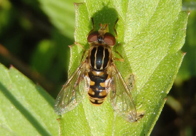 Lejops lineatus; Syrphid Fly species