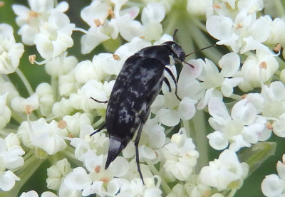 Mordella marginata; Tumbling Flower Beetle species