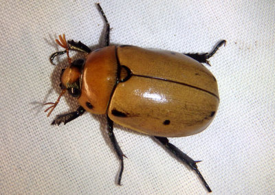 Pelidnota punctata; Grapevine Beetle