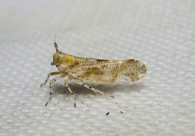 Stobaera tricarinata; Delphacid Planthopper species