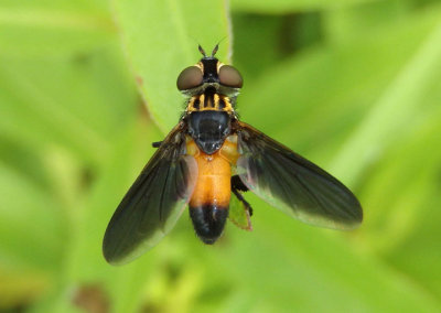 Trichopoda pennipes; Feather-legged Fly species; female