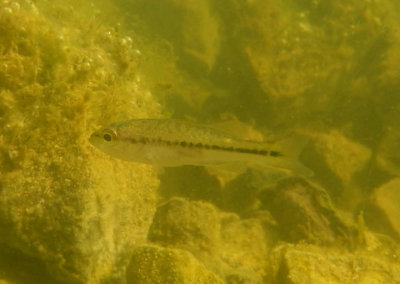 Largemouth Bass; juvenile