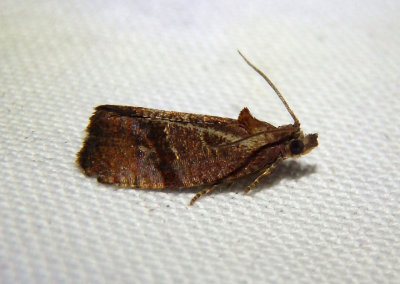 2866 - Evora hemidesma; Spirea Leaftier Moth