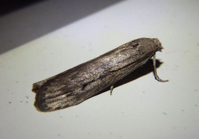 5630 - Aphomia terrenella; Terrenella Bee Moth