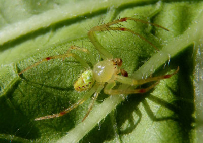 Araneus cingulatus; Orb Weaver species; male