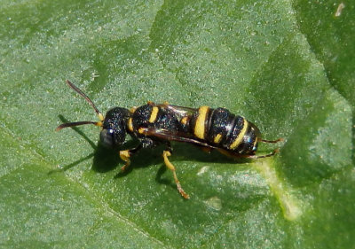 Cerceris kennicottii; Apoid Wasp species