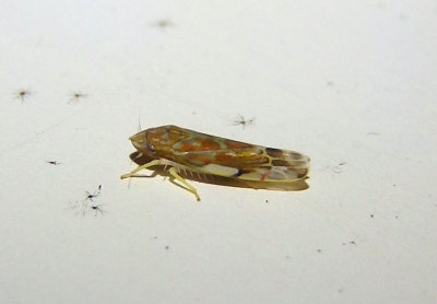 Erasmoneura vulnerata; Leafhopper species