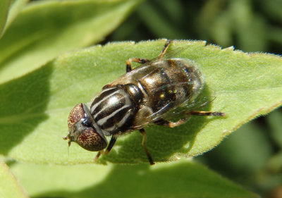 Eristalinus aeneus; Syrphid Fly species; female; exotic