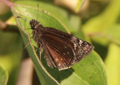 Erynnis baptisiae; Wild Indigo Duskywing; male