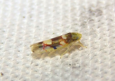 Erythroneura elegans; Leafhopper species