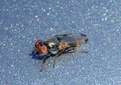 Euxesta notata; Picture-winged Fly species; female