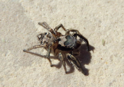 Habronattus coecatus; Jumping Spider species