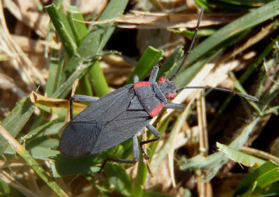 Jadera haematoloma; Red-shouldered Bug