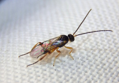 Microgastrinae Braconid Wasp species; female
