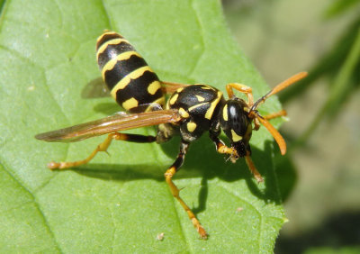 Polistes dominula; European Paper Wasp; exotic