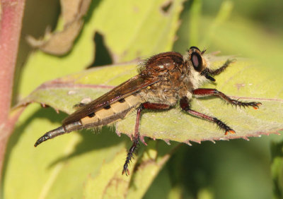 Promachus hinei; Robber Fly species; female