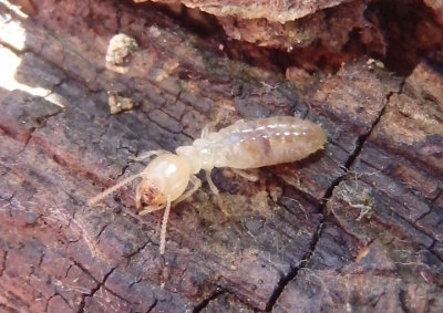 Reticulitermes flavipes; Eastern Subterranean Termite