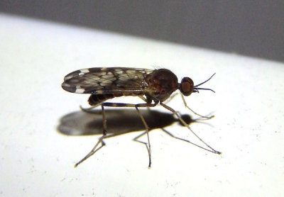 Sylvicola alternatus; Wood Gnat species