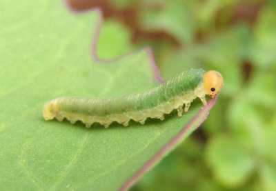 Symphyta Sawfly species larva