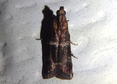 6005 - Moodna ostrinella; Darker Moodna Moth