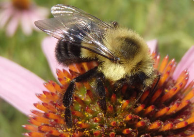 Bombus impatiens; Common Eastern Bumble Bee