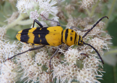 Megacyllene decora; Amorpha Borer