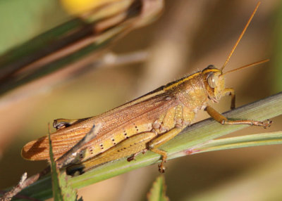 Schistocerca lineata; Spotted Bird Grasshopper