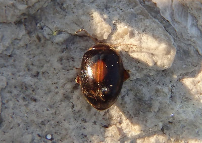 Marsh Beetles