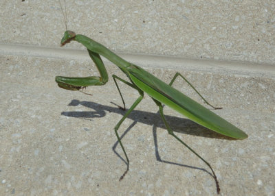 Tenodera sinensis; Chinese Mantis; exotic