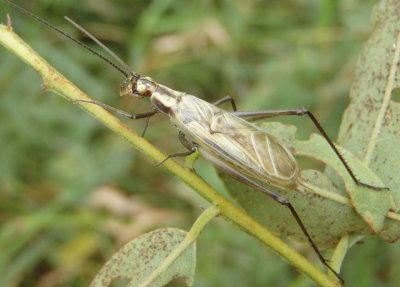 Oecanthus forbesi; Forbes' Tree Cricket; male