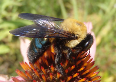 Xylocopa virginica virginica; Eastern Carpenter Bee; female