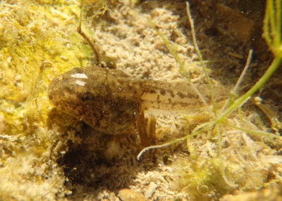 Blanchard's Cricket Frog tadpole