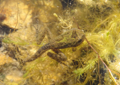 Blanchard's Cricket Frog tadpole