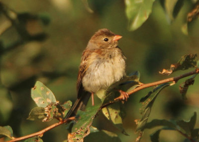 Field Sparrow; juvenile