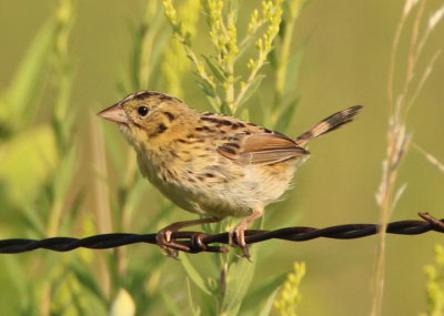 Henslow's Sparrow; juvenile