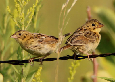 Henslow's Sparrows; juveniles