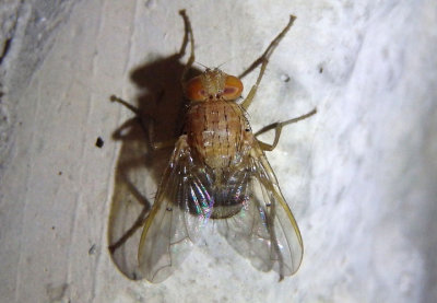 Ormia Tachinid Fly species