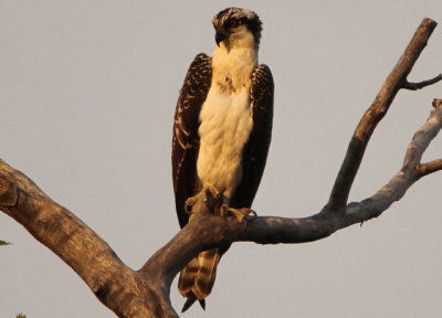 Osprey; juvenile