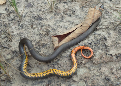 Prairie Ringneck Snake