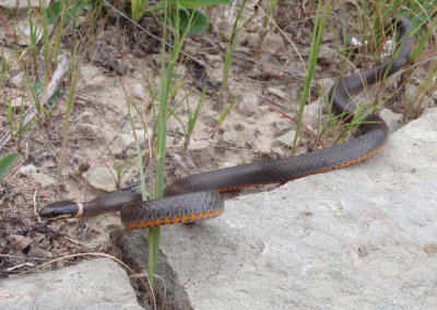 Prairie Ringneck Snake