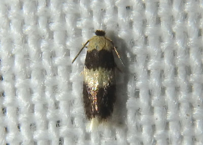 0088 - Stigmella macrocarpae; Pygmy Leafmining Moth species