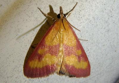 5070 - Pyrausta laticlavia; Southern Purple Mint Moth